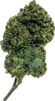 Cannatonics (Greenhouse)